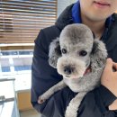 슈나랑베키랑애견미용실 | 강아지미용 토이푸들 강남 대치 애견미용 비용