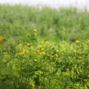 핫도그 애견 이미지