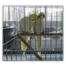 대구애견조류원 이미지