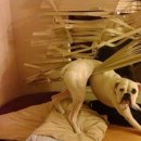 이쁜멍멍이 이미지