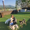 출근길 강아지 유치원 | 반려견의 하루가 달라지는 곳, 블루펫 애견유치원, 강아지유치원