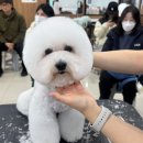애견미용 이미지