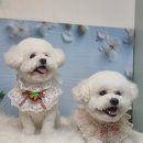 도당애견 이미지