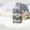 고성작은동물병원 이미지