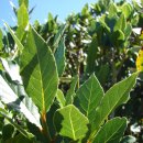 월계수한의원 이미지