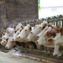 종기농장 이미지