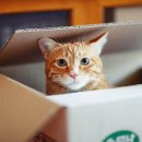 행복한고양이 네이버블로그