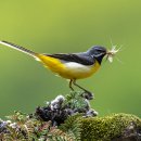 노랑 할미새(grey wagtail, Motacilla cinerea,) 이미지