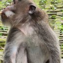 몽키김밥 이미지