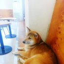 캣독카페 이미지