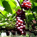 박병일농장 이미지