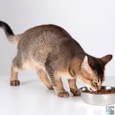 대전종합동물병원 이미지