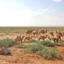 (주)아시아중장비 | 네이멍구쯔즈취(內蒙古自治區, 내몽고자치구) 아라산유치(阿拉善右旗, 아랍선우기) ; 만더라산옌화(曼德...