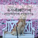 옥자네애견카페 유치원 호텔 미용 | 인천애견카페 옥자네애견카페 대형견 가능/호텔/미용/유치원 운영 후기