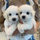 상도그 검암점 이미지