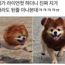 댕댕이 컷 이미지