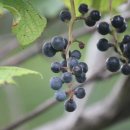 머루와 다래 이미지