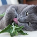 행복한고양이 이미지