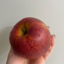 사과맛집 청송도시농부 감홍사과 구매후기, 보관 꿀팁(2025.10)