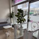 산책하는 강아지 | 세종애견미용 - 믿고맡길 수 있어요! 산책하는 강아지