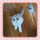 캣터링 | 고양이분양후기 캣터링 사랑둥이 랙돌 아이 분양 후기!