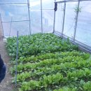 방태산솔마루 이미지