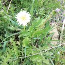 하얀민들레 이미지