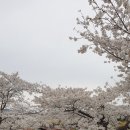 (주)게임아레나 | 1박2일 경주여행 물천리1044펜션,레이저아레나 / 경주 보문호 벚꽃구경
