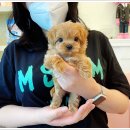 마마스미독 강아지분양 대전점 이미지