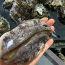 청경전복유통 이미지