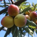 농원농산 이미지