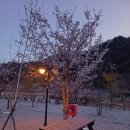 [강원도 양양 캠핑장] 벚꽃 감성 캠핑장 양양별밤캠핑장