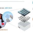 야누스
