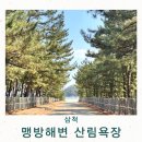 맹방해변 | 삼척 가볼만한곳 추천 맹방해변 산림욕장 강원도 힐링 여행