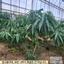 남경농원
