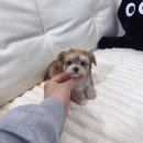데일리독 네이버블로그