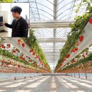 사우디가 한국 스마트팝(지능형 농장.smart farm) 때문에 발칵 뒤집어진 충격적인 이유 이미지