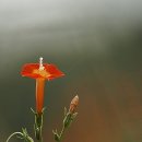 별빛소나타 이미지