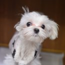 숑숑펫살롱 이미지