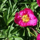 감자바우민박 이미지