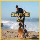 영화 도그 미국 코미디 영화 정보 출연진 후기 결말 (2022)
