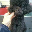 그루밍 캐나다 이미지