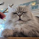 하늘을 걷는 고양이 카페 | [ 이수 맛집 ] 하늘을 걷는 고양이 카페 ( 귀여운 고양이들과 함께할 수 있는 아늑하고 조용한 카페 )