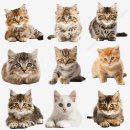 ​고양이 관련 꿈 해석하기, 당신의 꿈은? 이미지