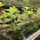 스마트팜 이미지