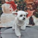 폼#반려견미용실 이미지