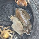 건남철물(낚시) | 연안부두 갑오징어 낚시 추천 갑쭈낚시 팀인천 루키나호 후기