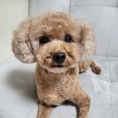 페티포티 이미지