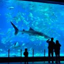 하이고래 이미지