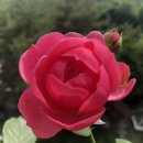 다르시 Daum카페